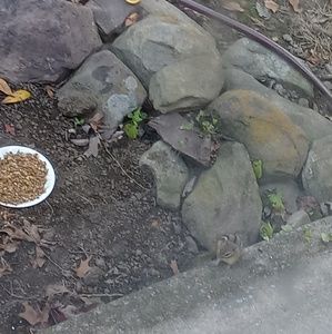 Meet your Posher, Taunya